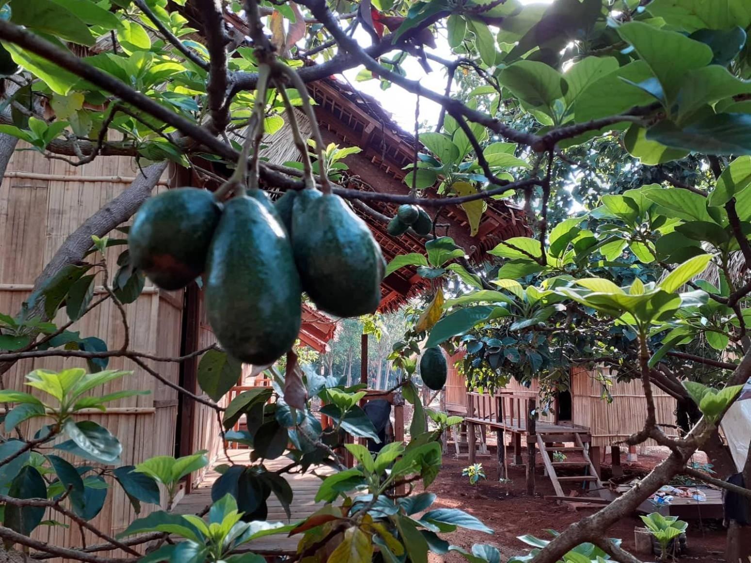 Banlung Tribal Village Homestay & Trekking מראה חיצוני תמונה
